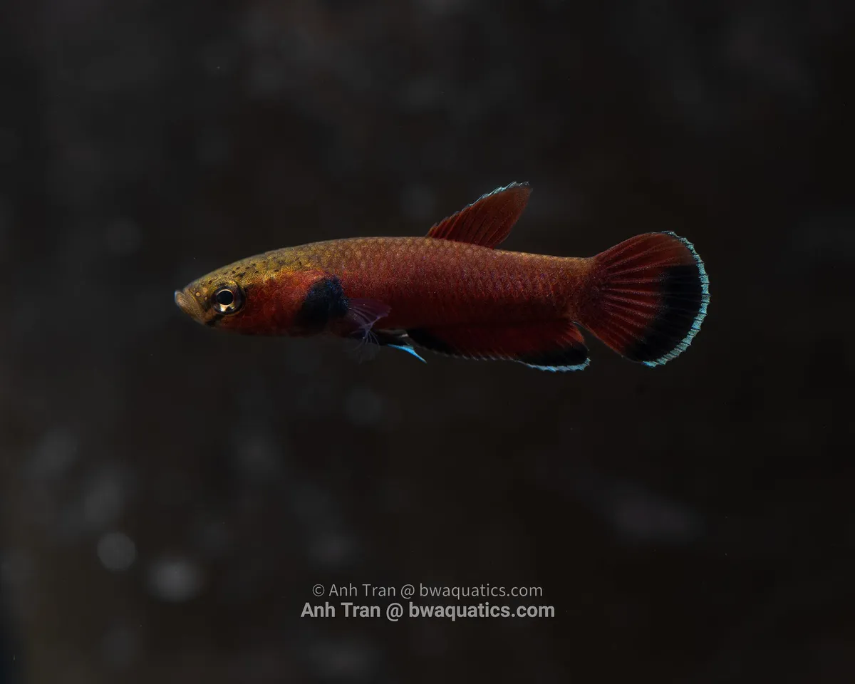 Cá betta channoides, Betta channoides