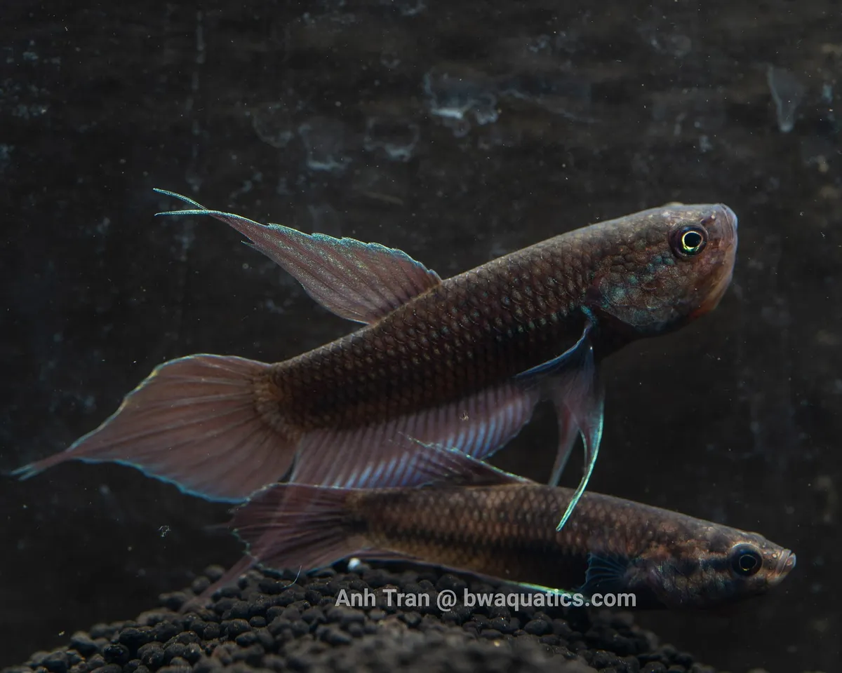 Cupang dimidiata, Betta dimidiata