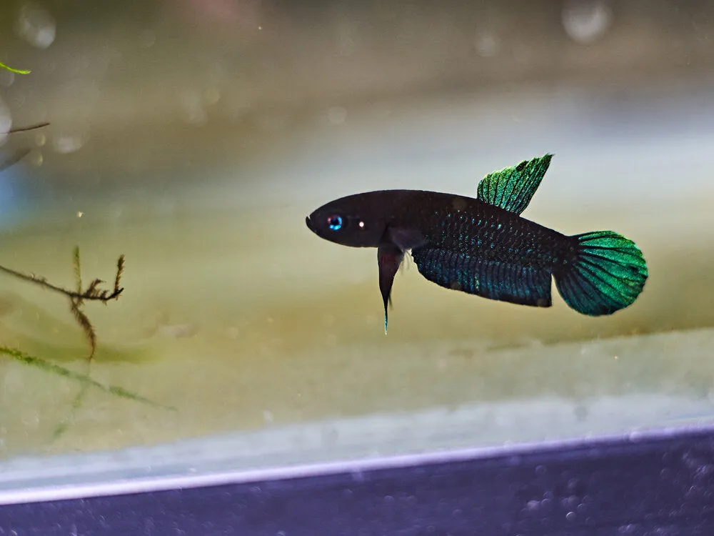 Cá betta persephone, Betta persephone