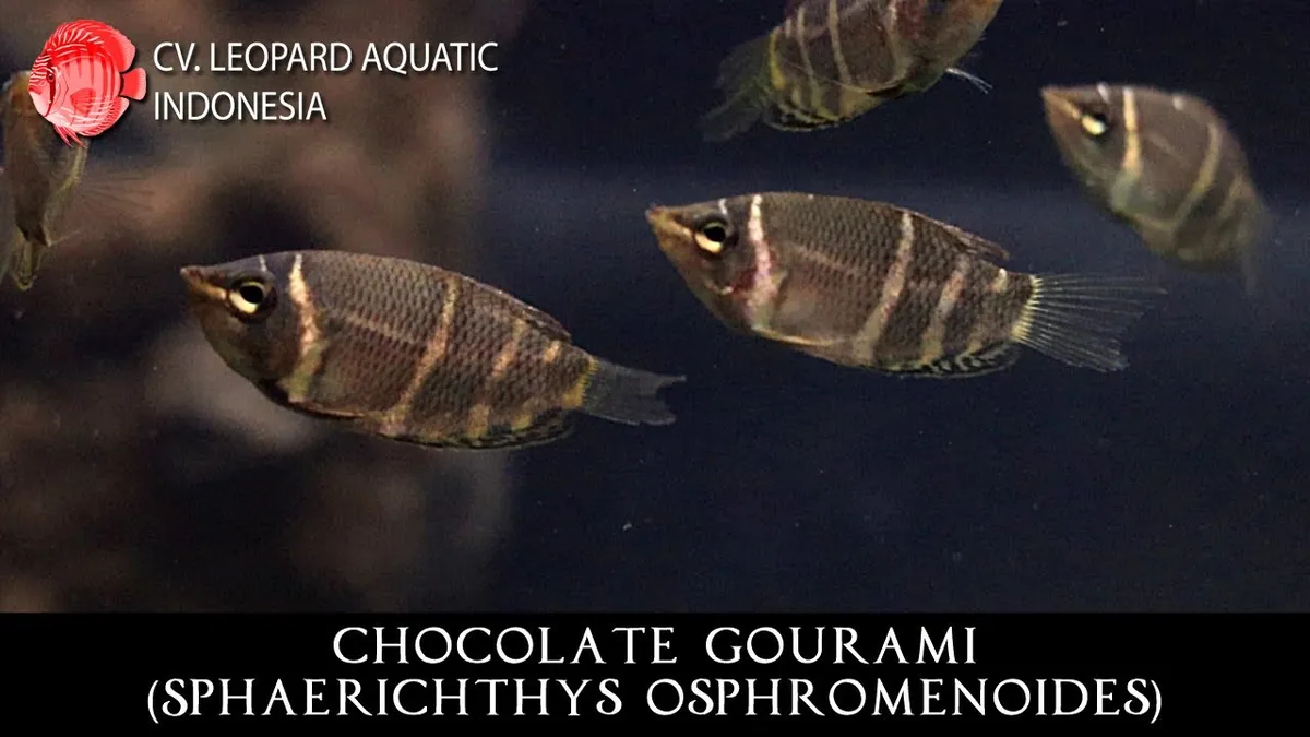 Cá sặc sô-cô-la, Sphaerichthys osphromenoides