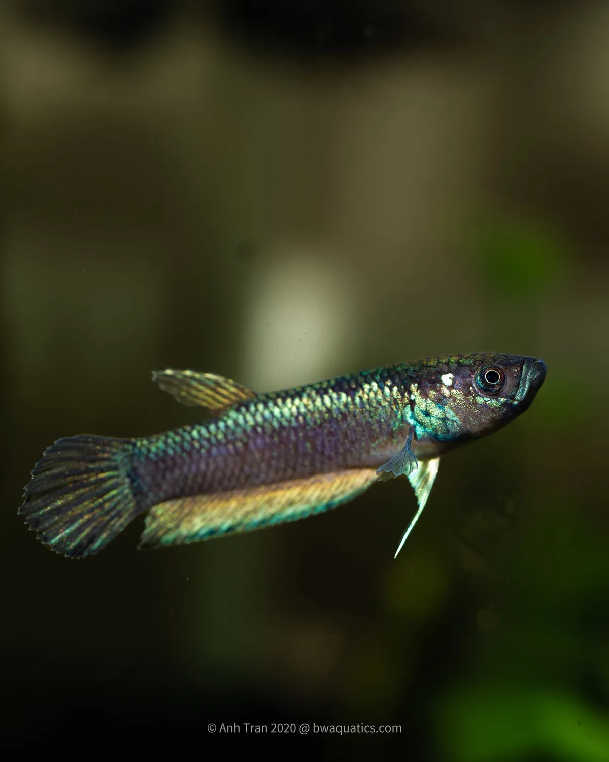 Cá betta compuncta, Betta compuncta
