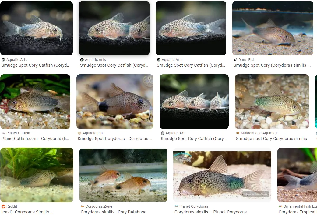 Cá chuột tím, Corydoras similis