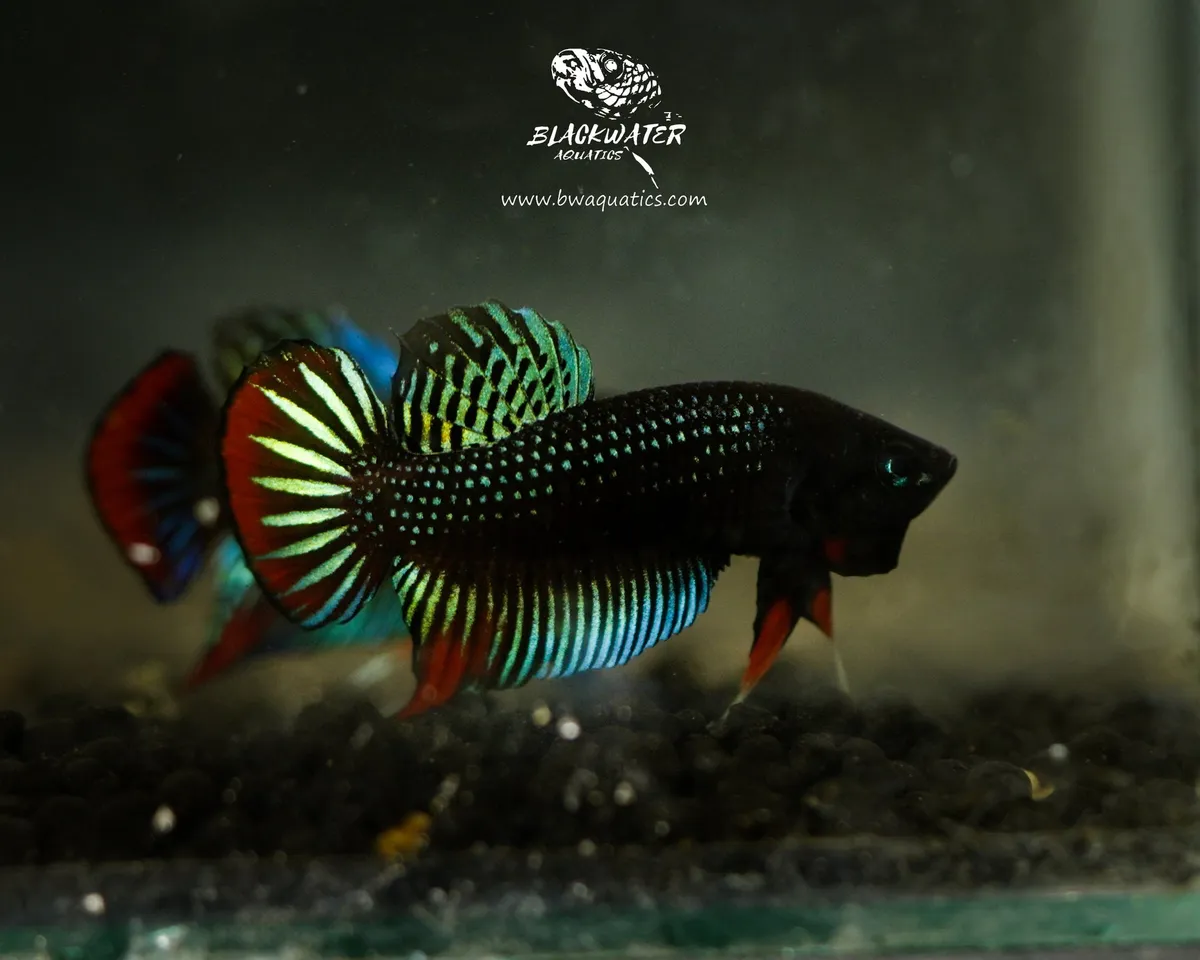 Cá betta siamorientalis, Betta siamorientalis