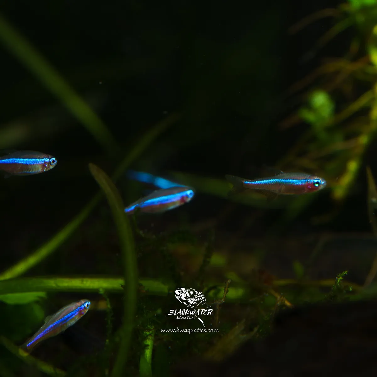 Cá neon xanh, Paracheirodon simulans