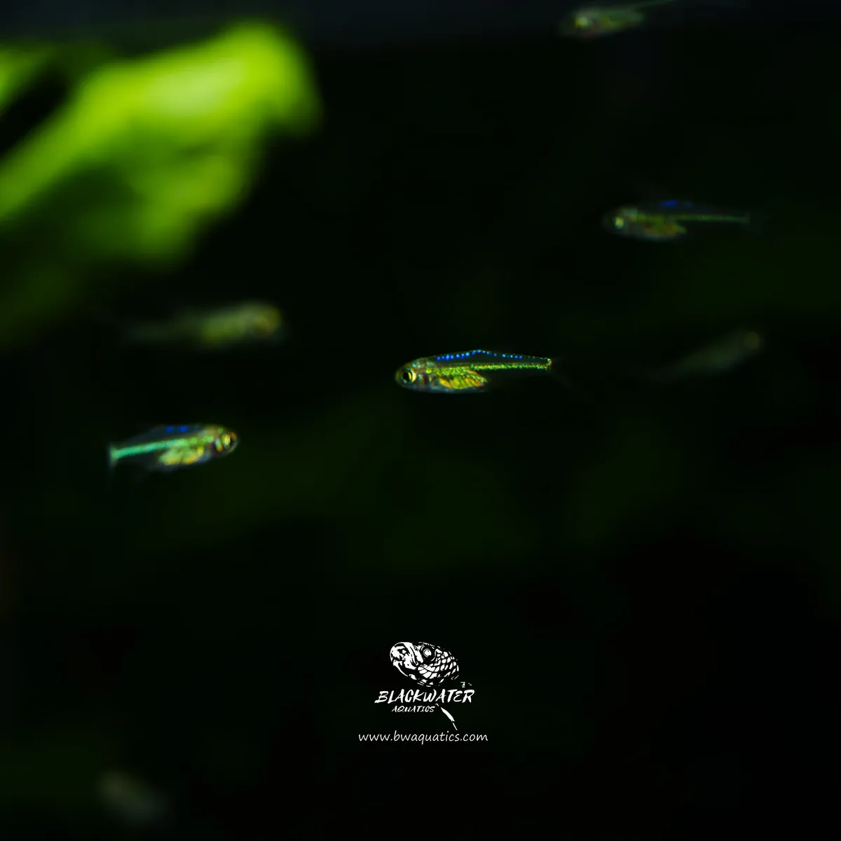 Cá rasbora Kubotai, Microdevario kubotai