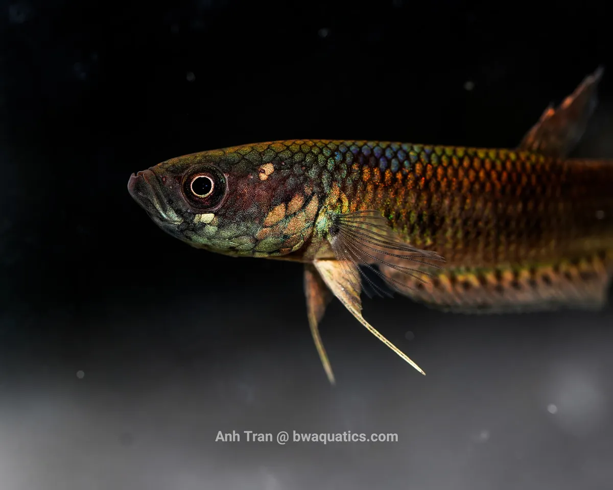 Cá betta unimaculata Mahakam, Betta unimaculata