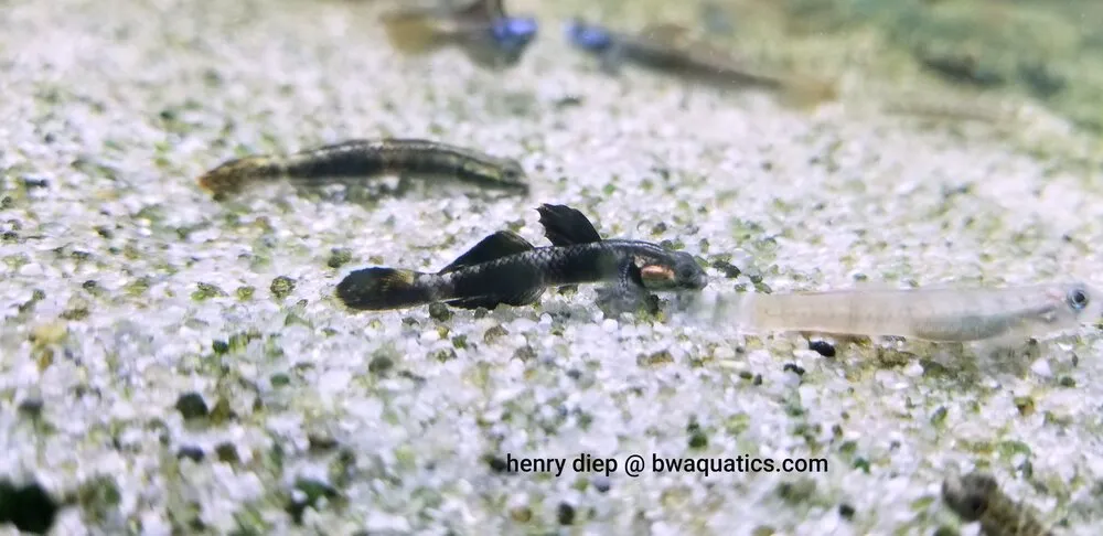 Cá bống suối Stiphodon pelewensis, Stiphodon pelewensis