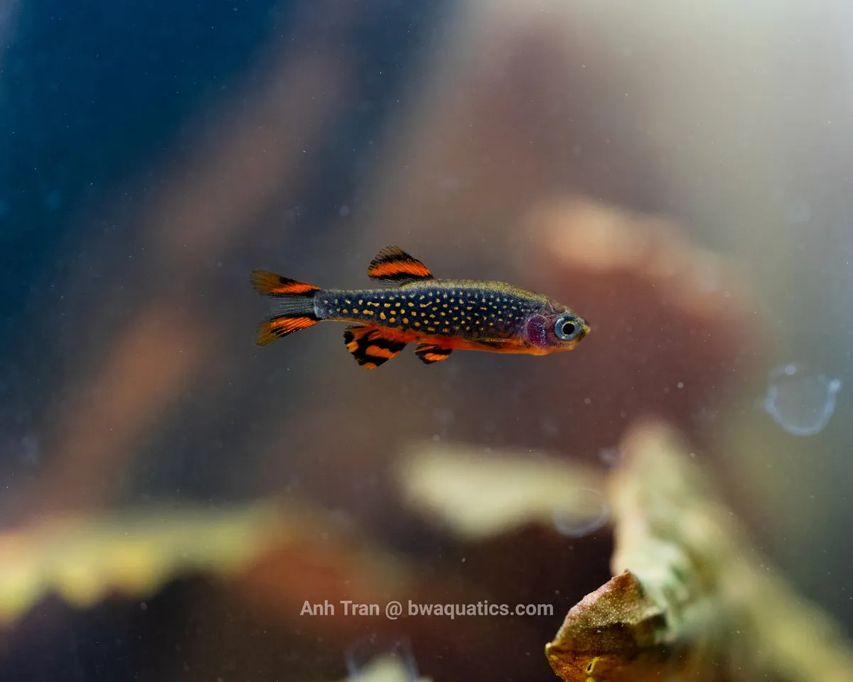 Cá trân châu thiên hà, Danio margaritatus
