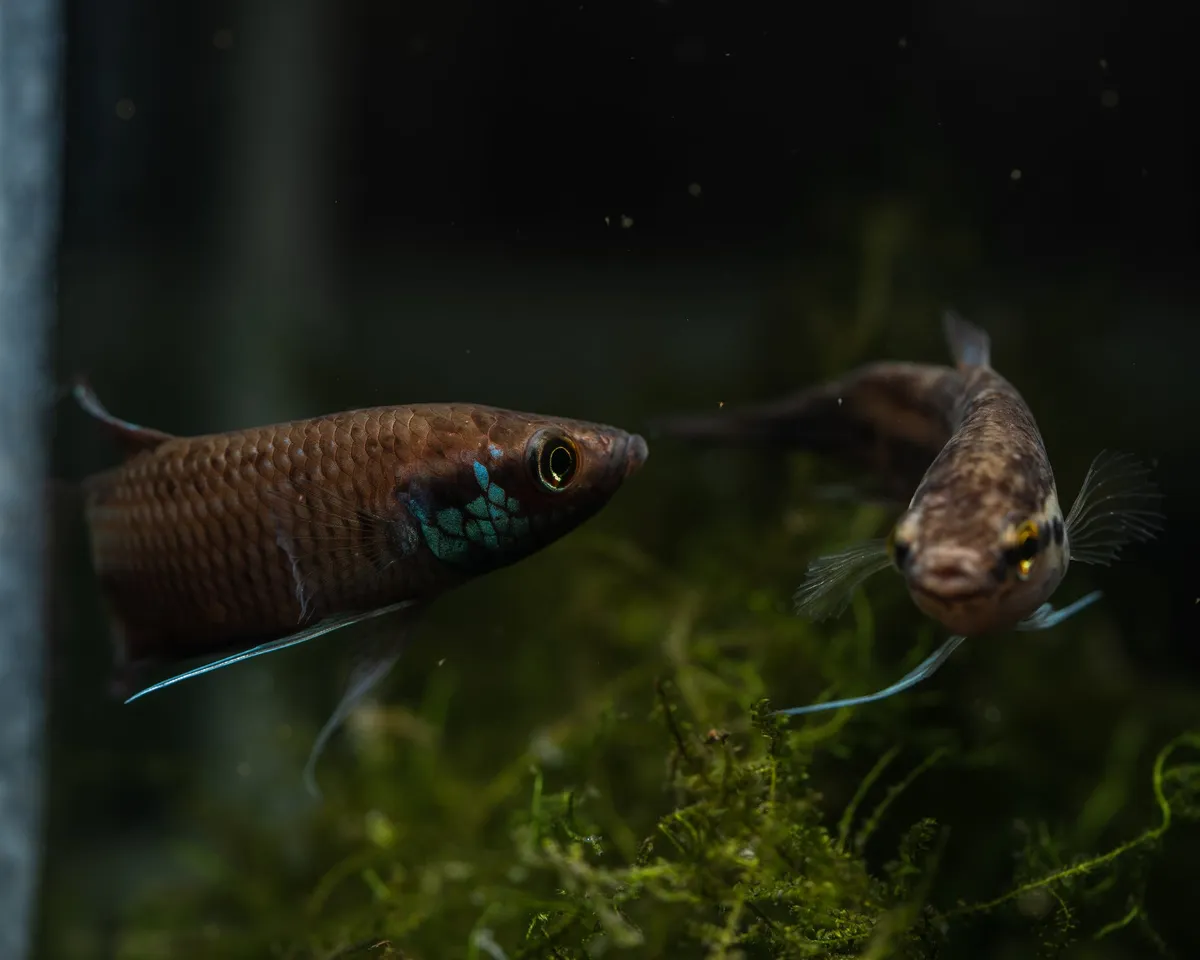 Cá betta raja, Betta raja