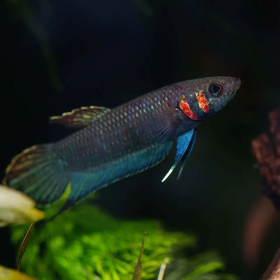 Cá betta strohi, Betta strohi