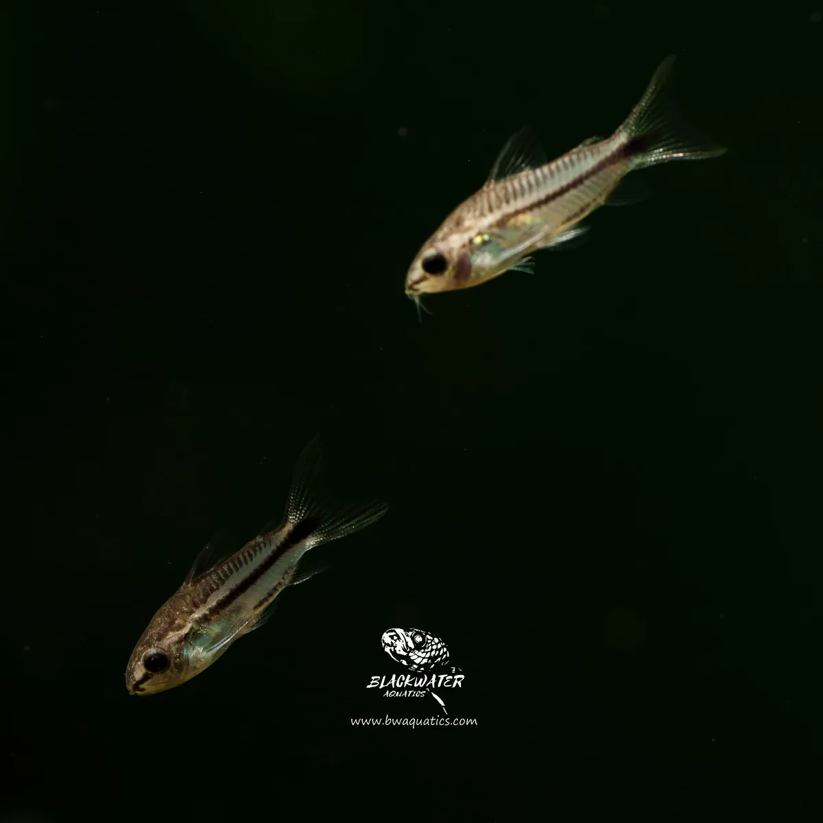 Cá chuột pygmy, Corydoras pygmaeus
