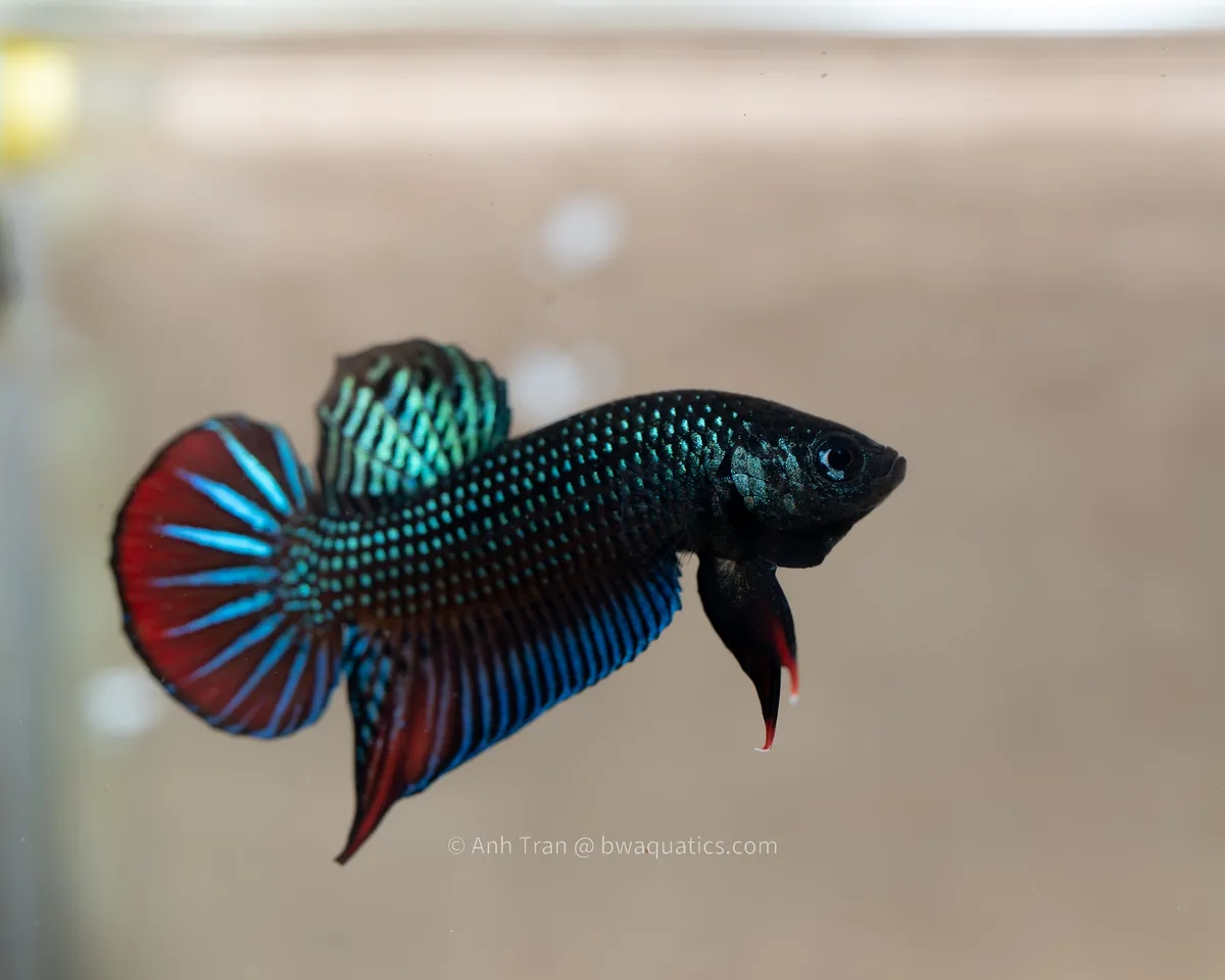 Cá betta imbellis Royal Blue, Betta imbellis