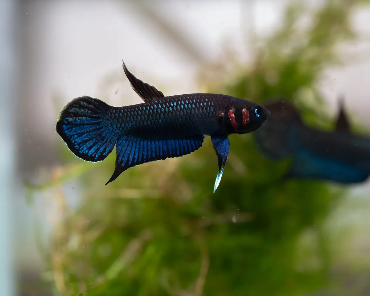Cá betta Mandor, Betta mandor
