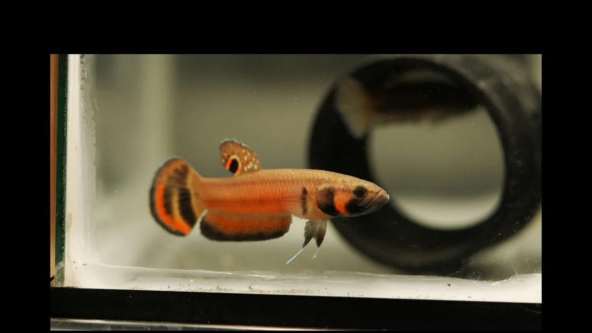 Cá betta macrostoma, Betta macrostoma