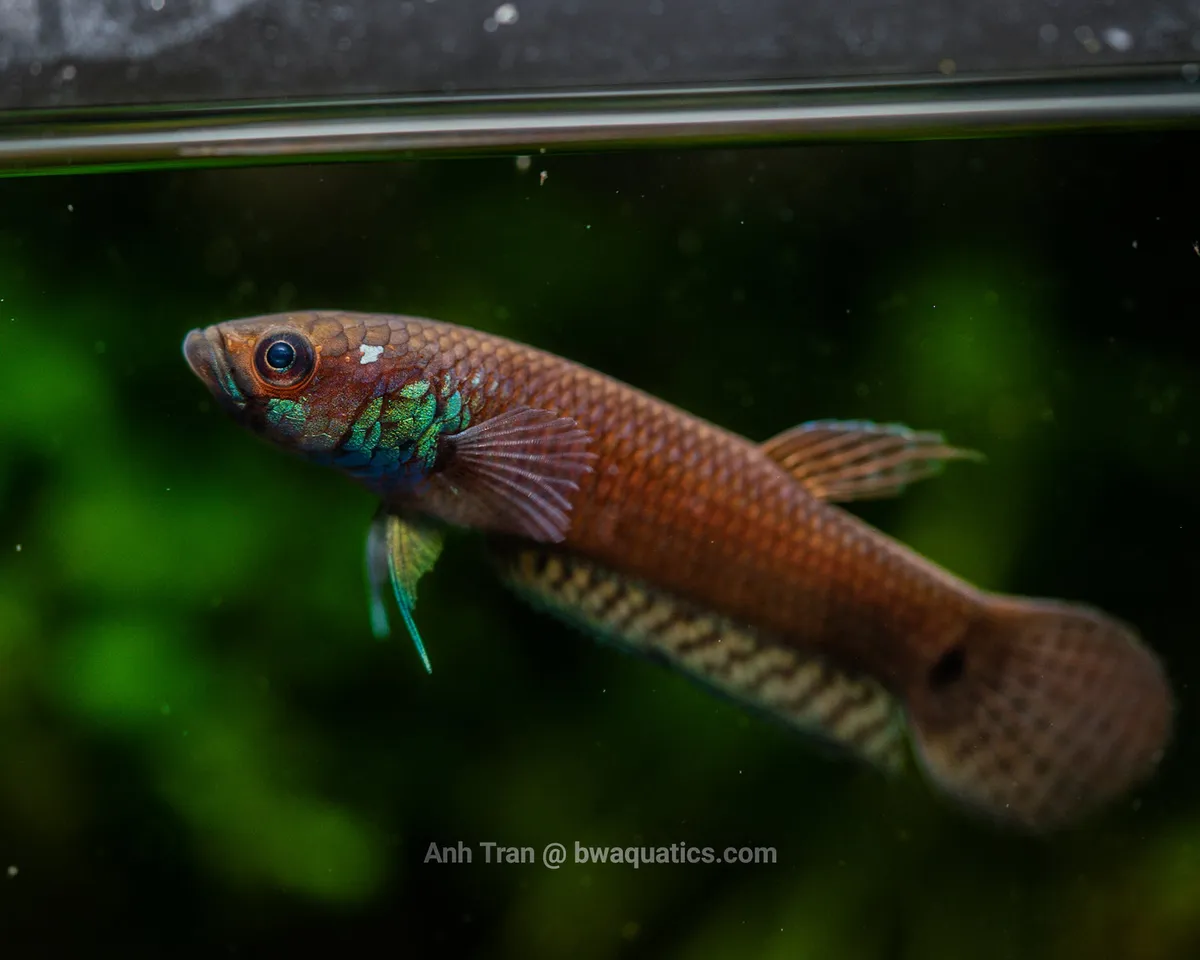 Cá betta pallifina, Betta pallifina