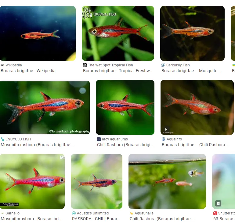 Cá rasbora ớt, Boraras brigittae