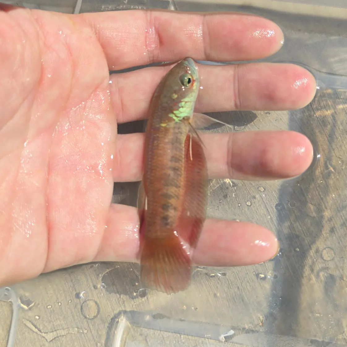 Betta patoti, Betta patoti
