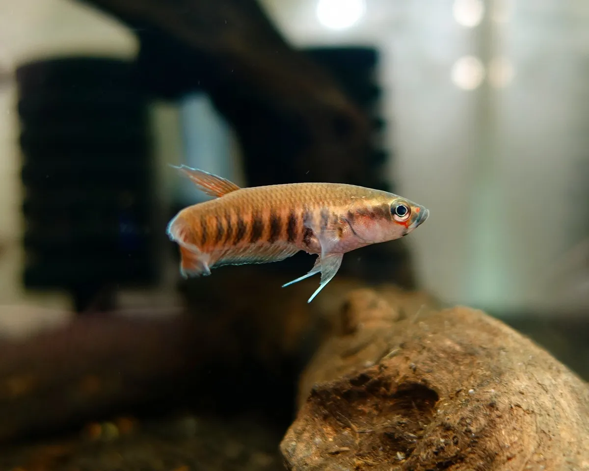 Cá betta patoti, Betta patoti