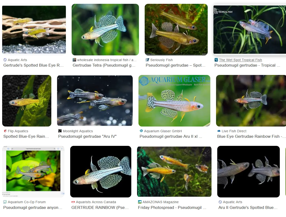 Cá cầu vồng mắt xanh đốm Gertrude, Pseudomugil gertrudae