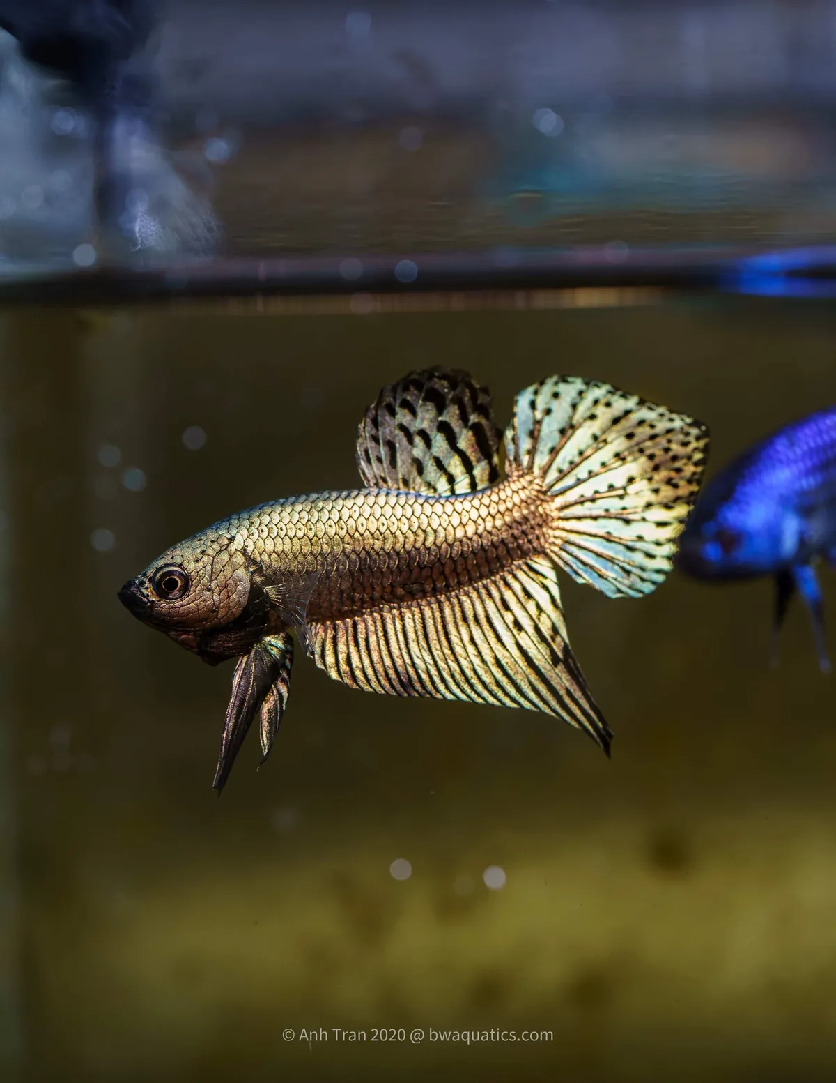 Cá betta Green Alien
