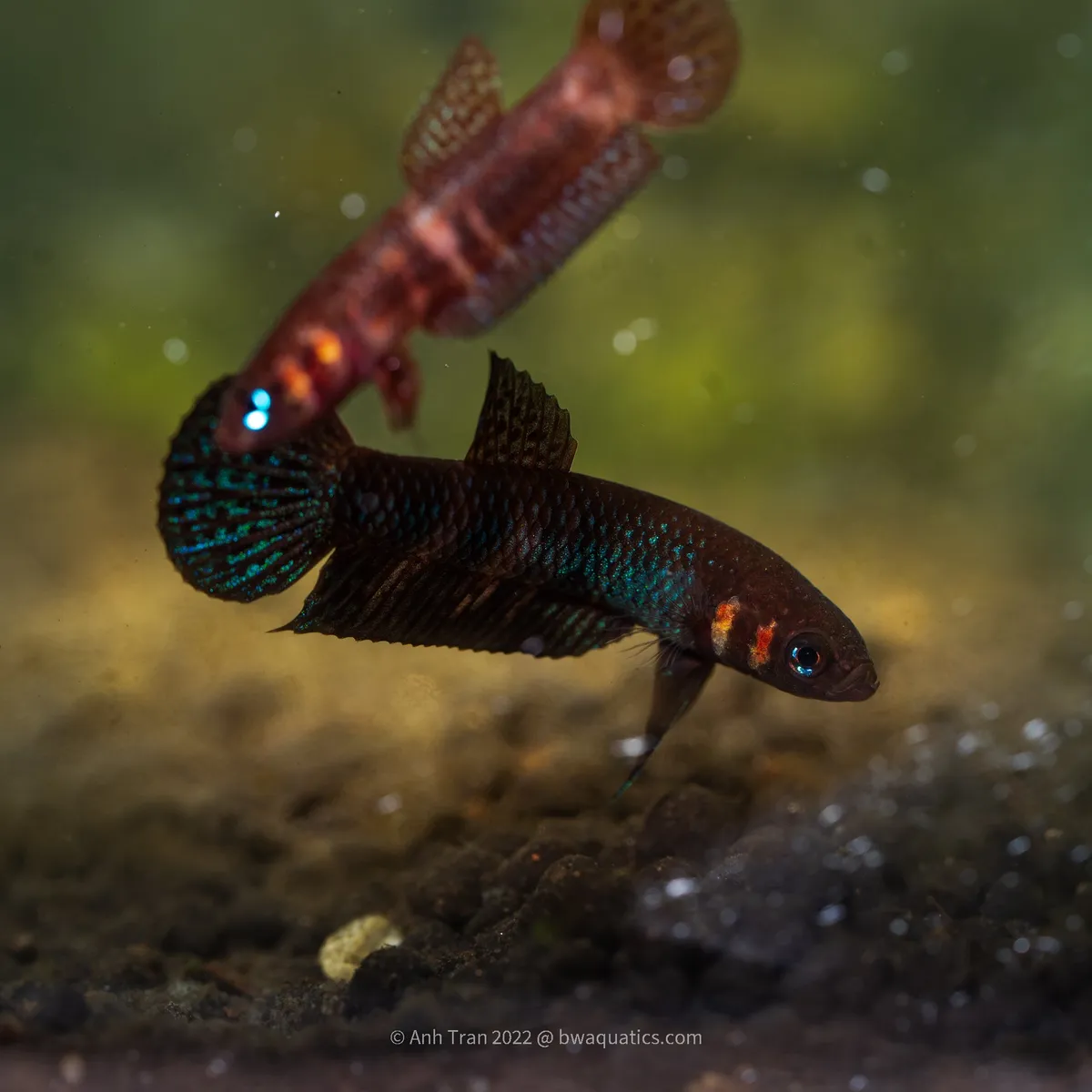 Cá betta Hendra, Betta hendra