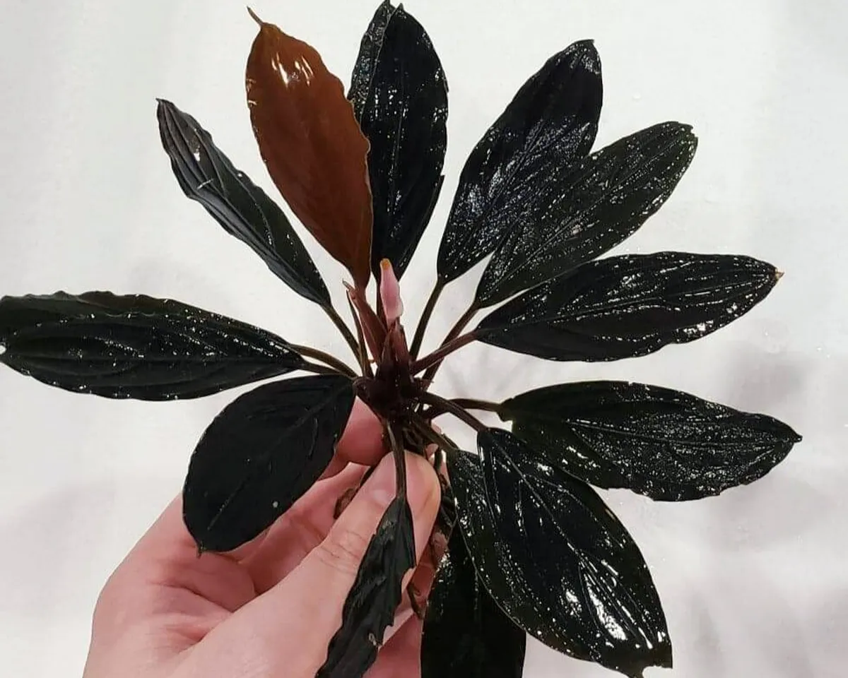 Bucephalandra Dark Skeleton King, Bucephalandra sp. Dark Skeleton King