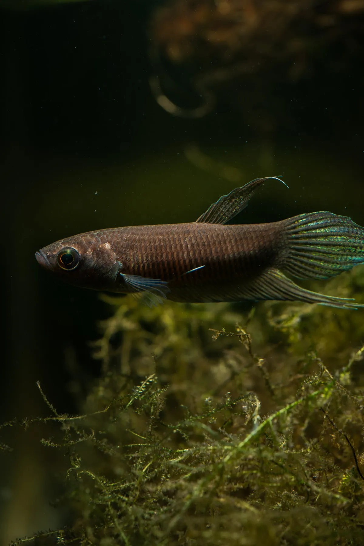 Cá betta khổng lồ, Betta anabatoides