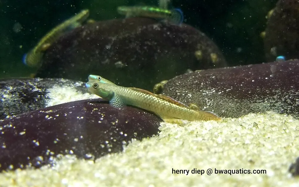 Cá bống Stiphodon ornatus, Stiphodon ornatus