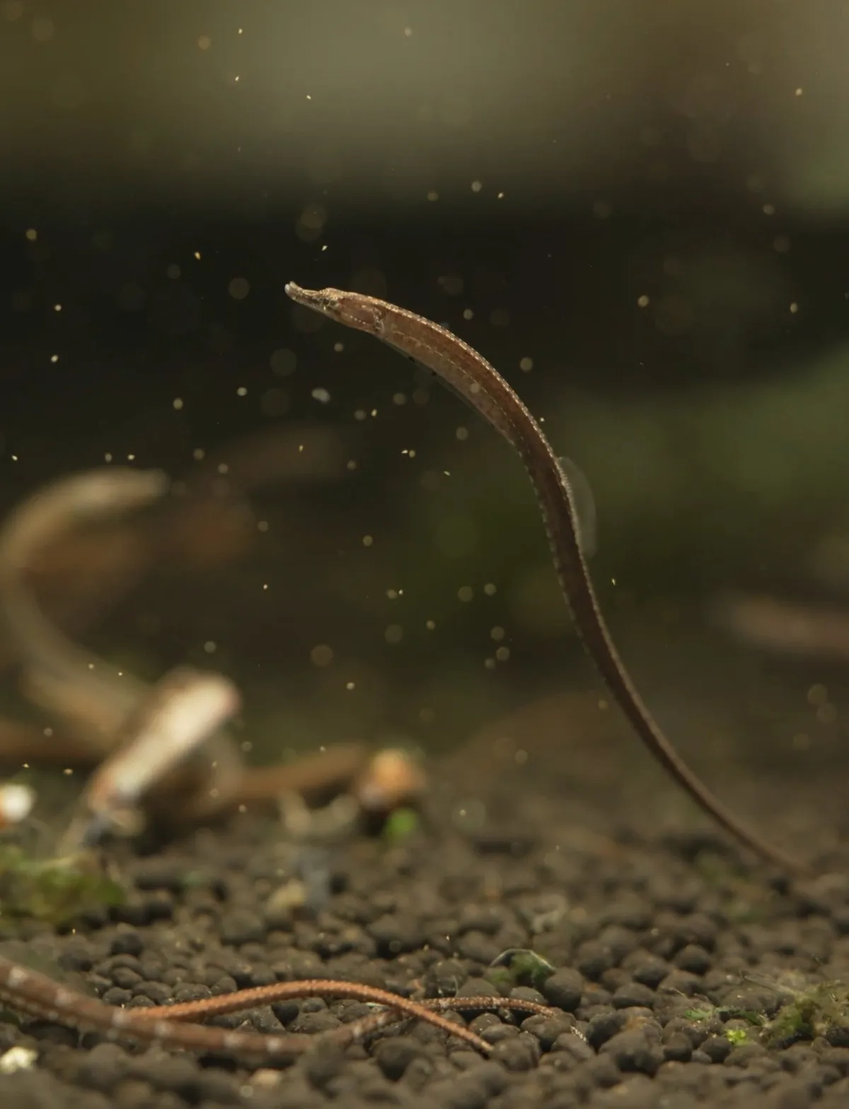 Cá chìa vôi bụng râu, Hippichthys spicifer