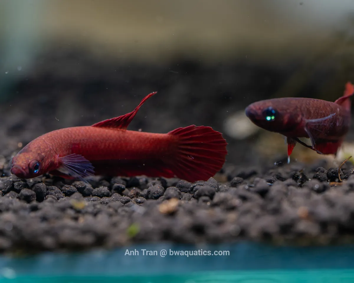 Cá betta rutilans, Betta rutilans
