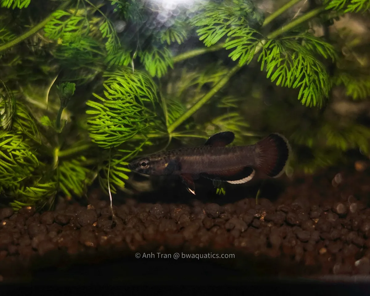 Cá betta albimarginata, Betta albimarginata