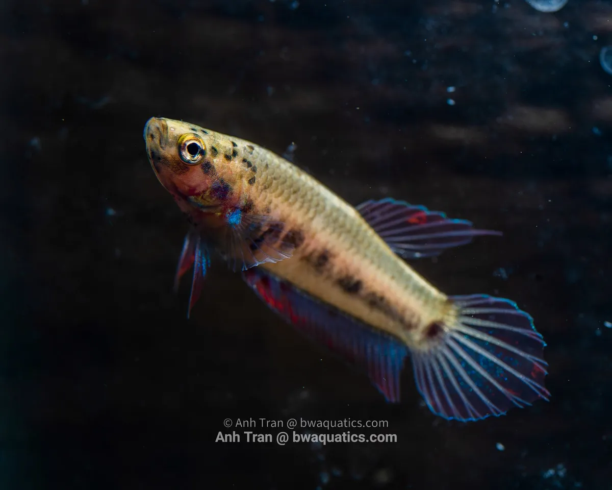 Cá betta dennisyongi, Betta dennisyongi