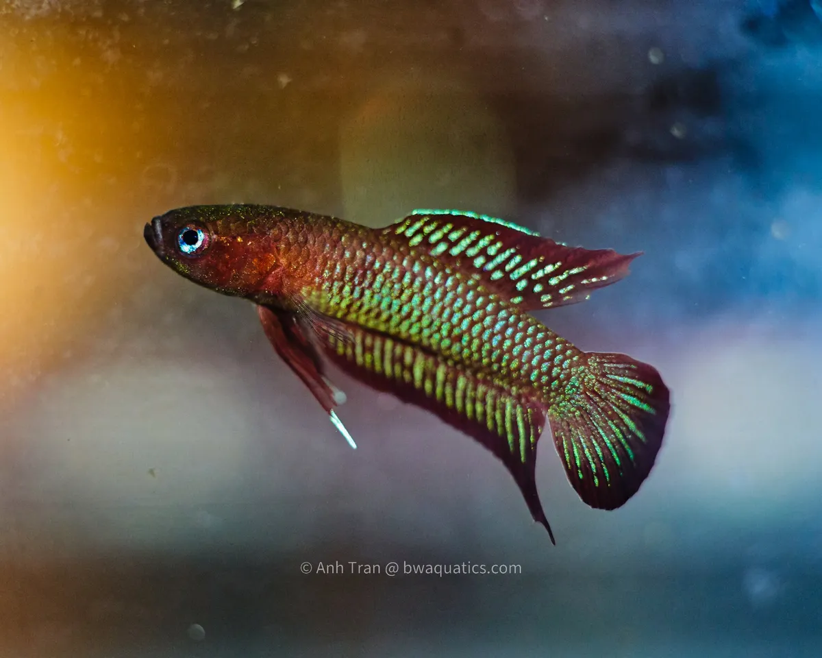 Cá betta Burdigala, Betta burdigala