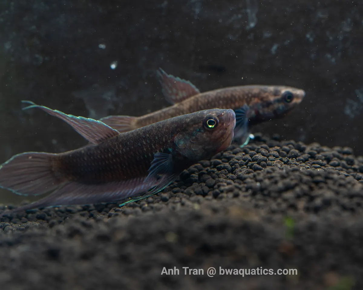 Cá betta dimidiata, Betta dimidiata