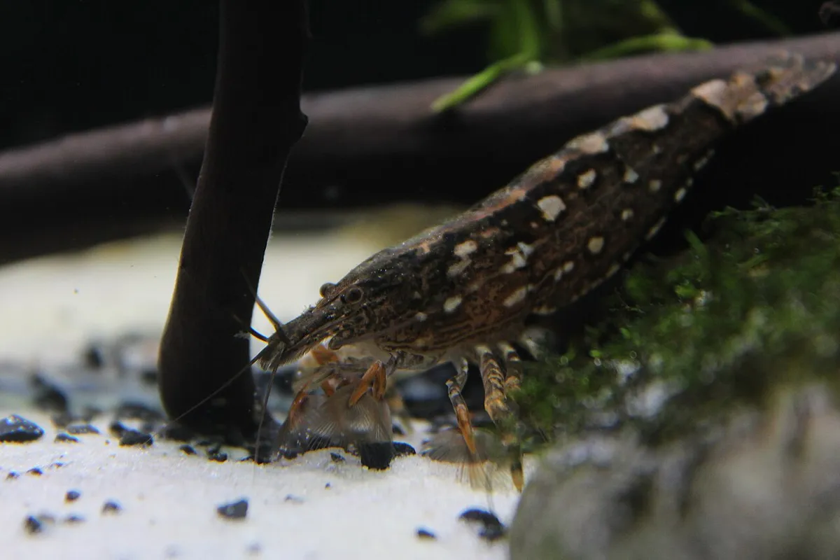 Bamboo shrimp (Atyopsis moluccensis)