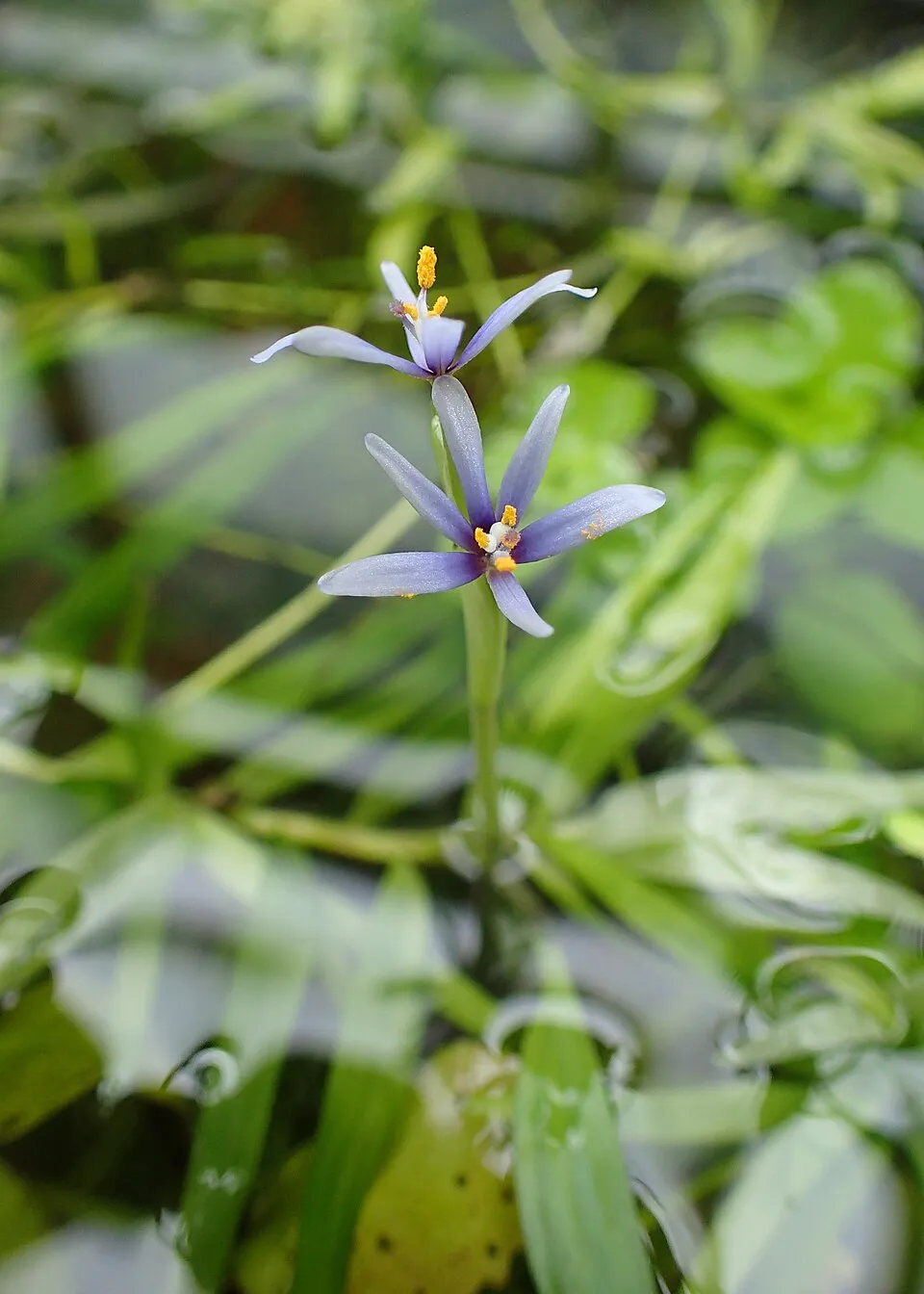 Heteranthera zosterifolia in Wrocław University Botanical Garden