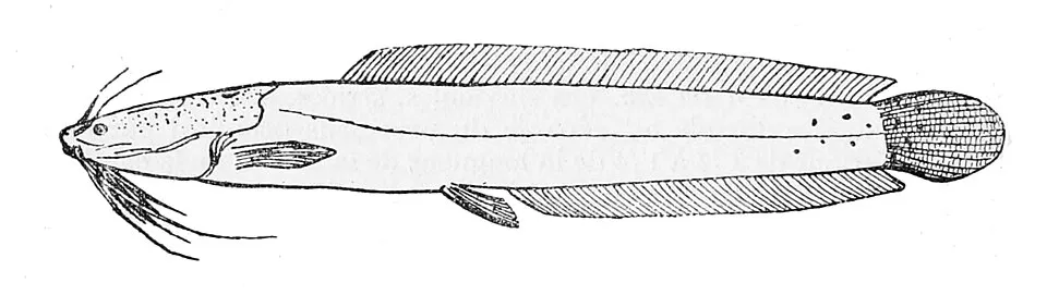 Cá trê Cameroon, Clarias camerunensis