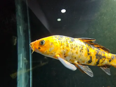 Cá koi vàng đốm đen bơi trong bể kính
