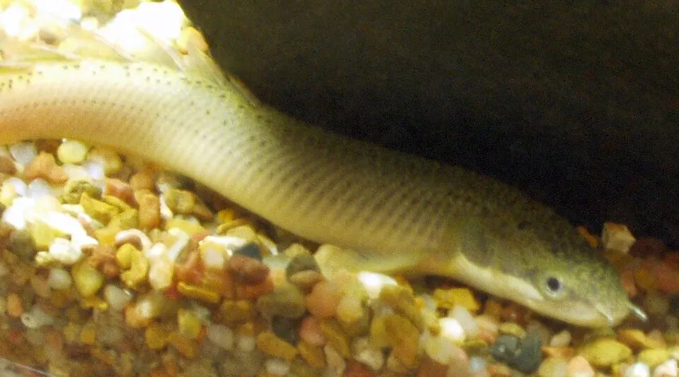 Polypterus senegalus senegalus. Juvenile bichir in an aquarium