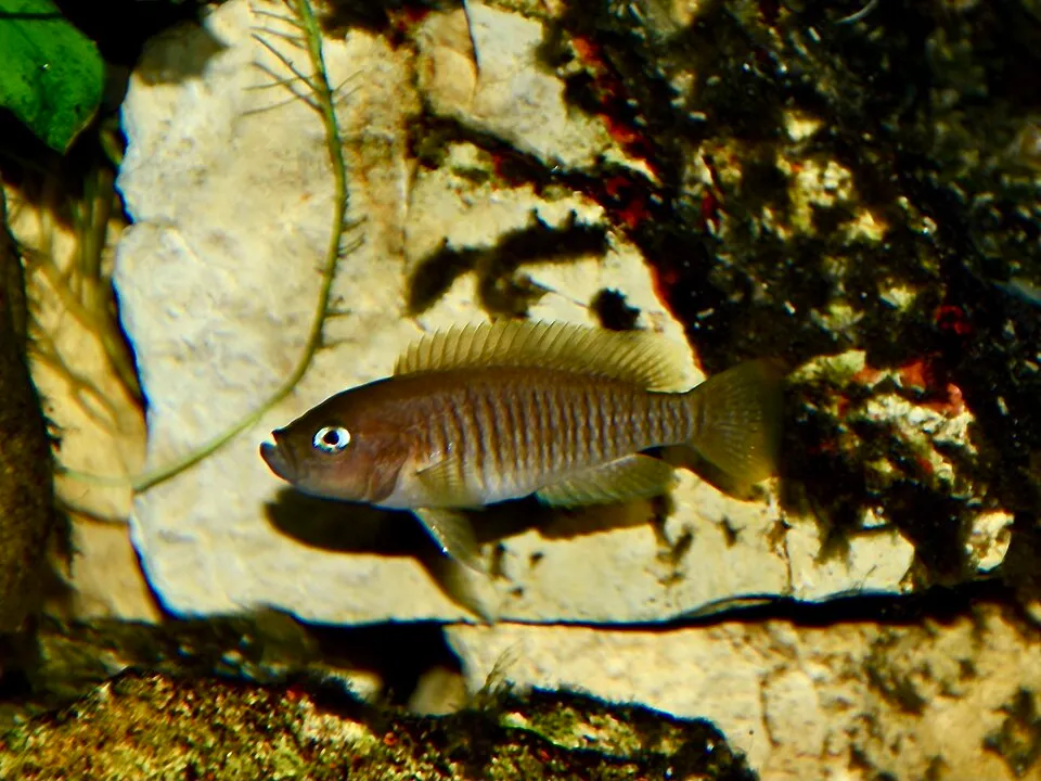 Neolamprologus multifasciatus. Zoo Frankfurt.