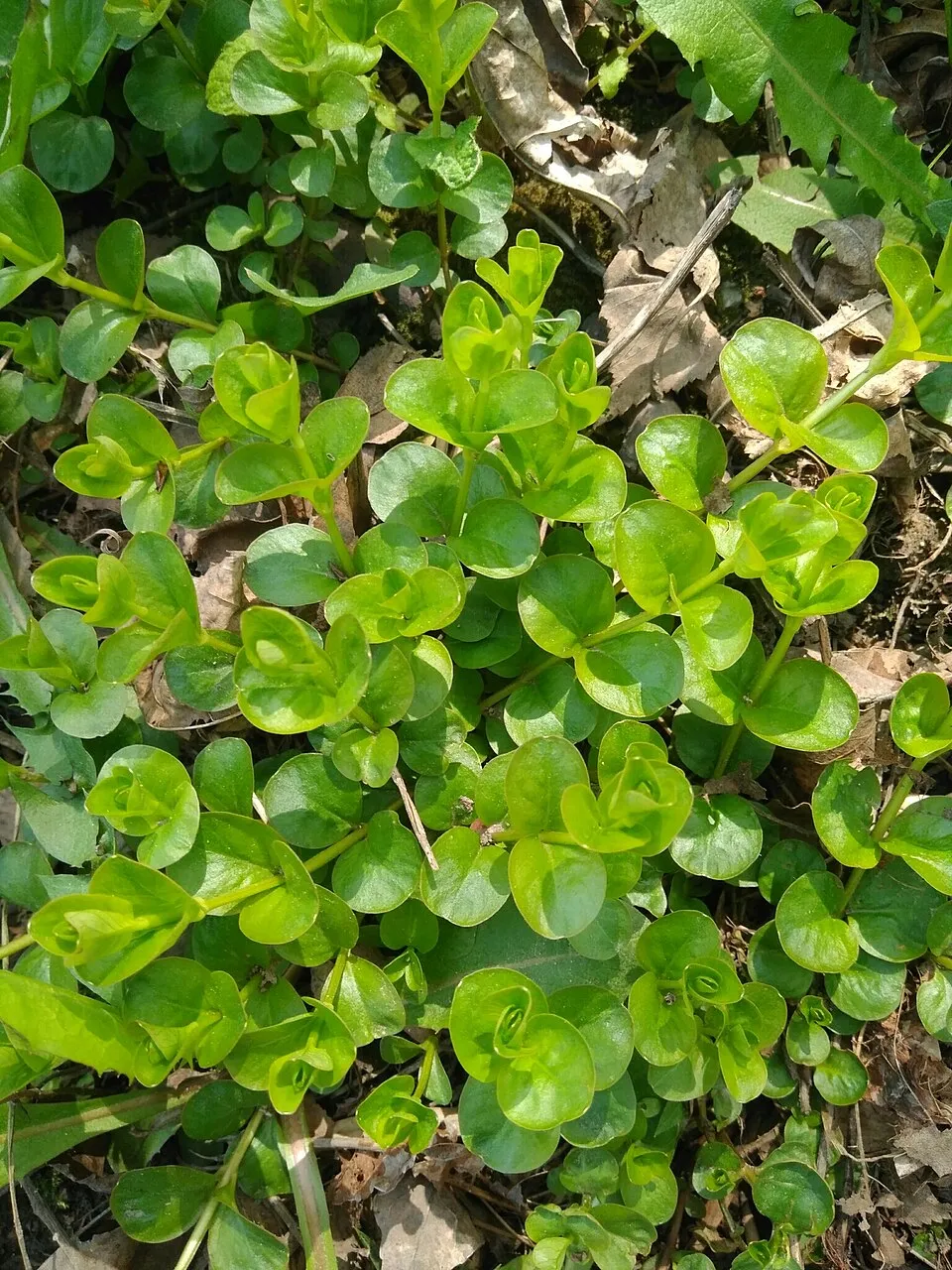 creeping Jenny (Lysimachia nummularia)