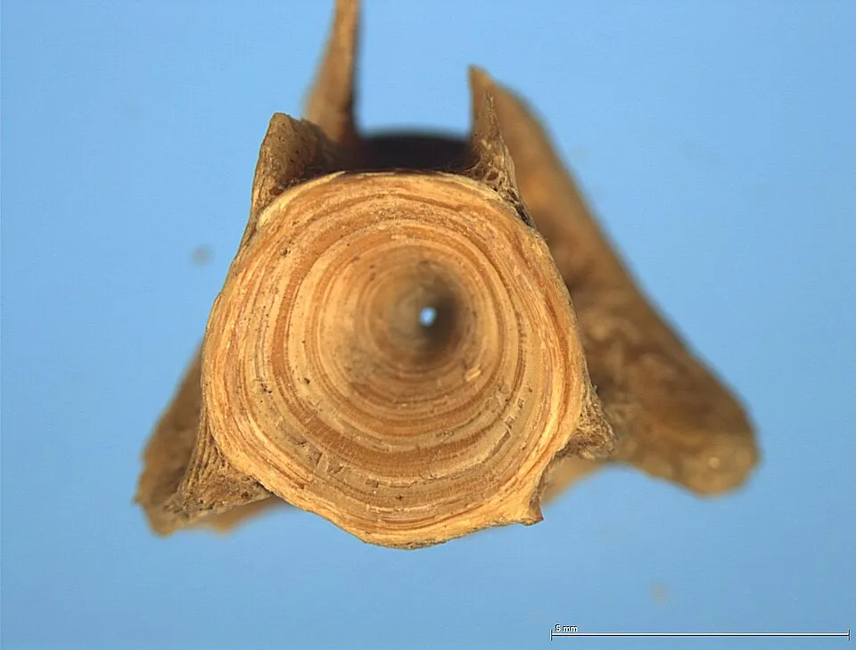 Vertebra of the marsh eel (Synbranchus marmoratus)