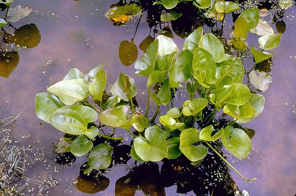 Cây kiếm lá tim Fluitans, Echinodorus cordifolius
