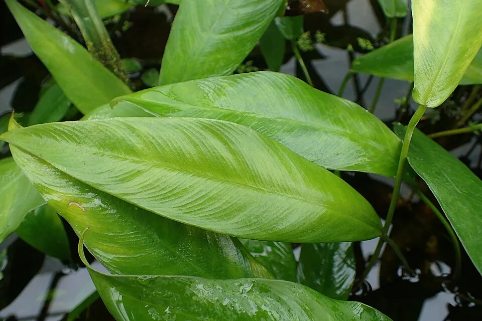 Anubias gracilis, Anubias gracilis