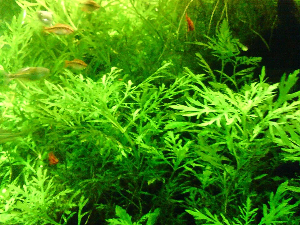 Cây thủy cúc, Hygrophila difformis