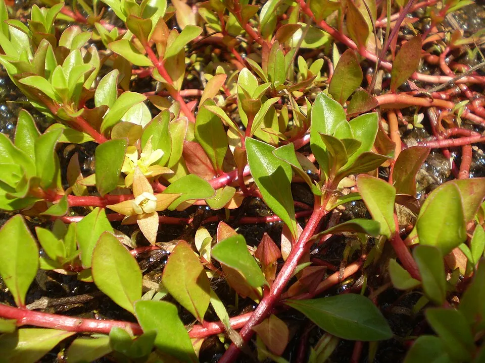 Cây ludwigia repens Rubin, Ludwigia repens