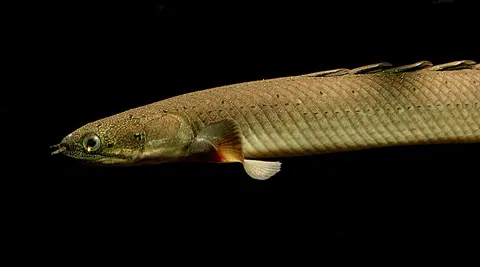Polypterus Senegal
