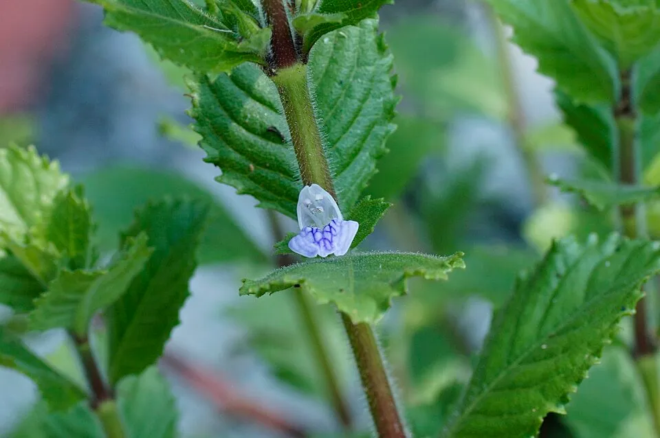 Hygrophila difformis