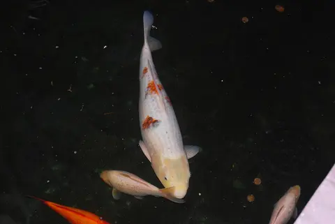 ปลาคาร์ปสีขาวมีจุดสีส้มว่ายในบ่อตอนกลางคืน