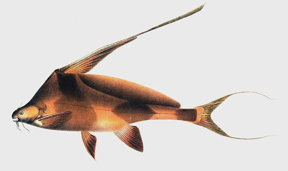 Cá Bagrichthys hypselopterus, Bagrichthys hypselopterus